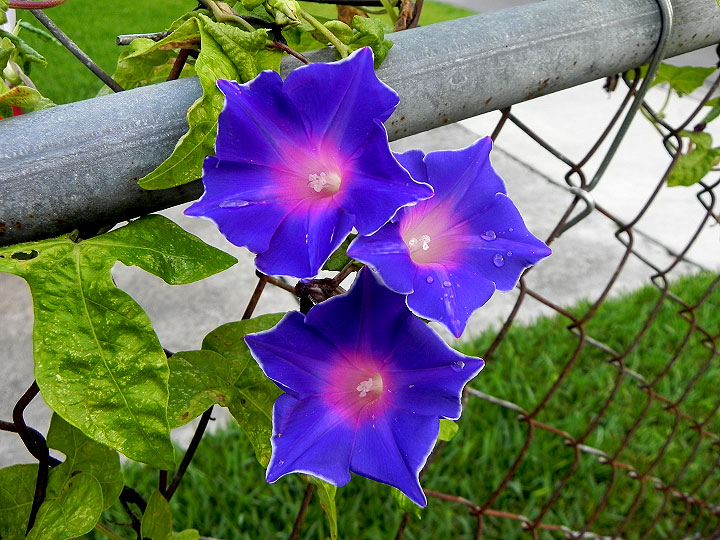 DSCN7736