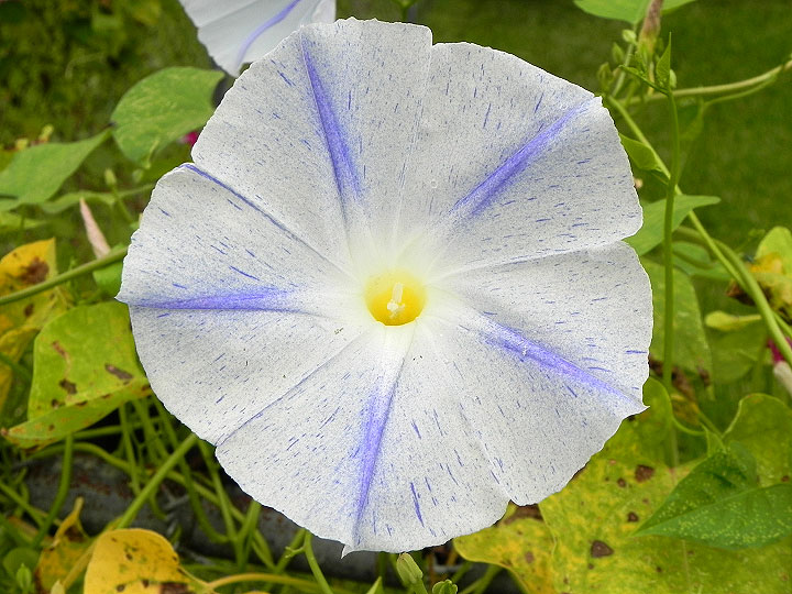 DSCN7904