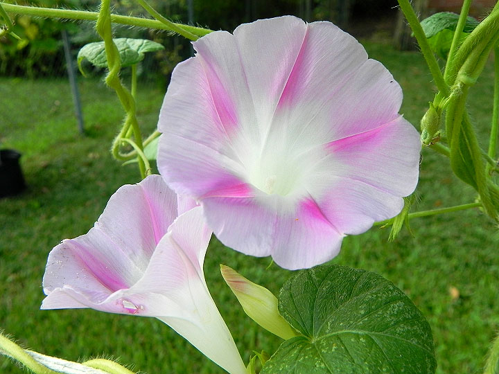DSCN8083