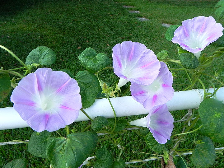 DSCN8217_01