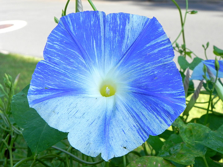 DSCN8452