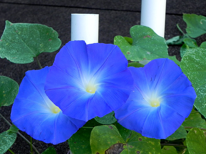 DSCN8726_01