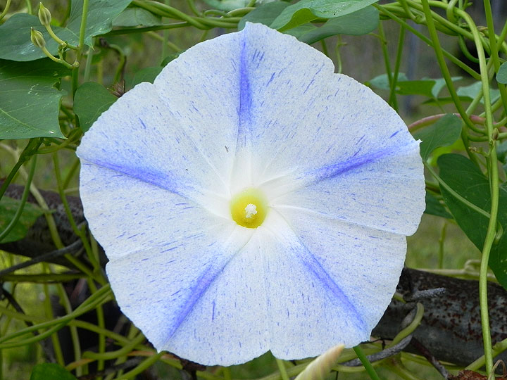DSCN8756