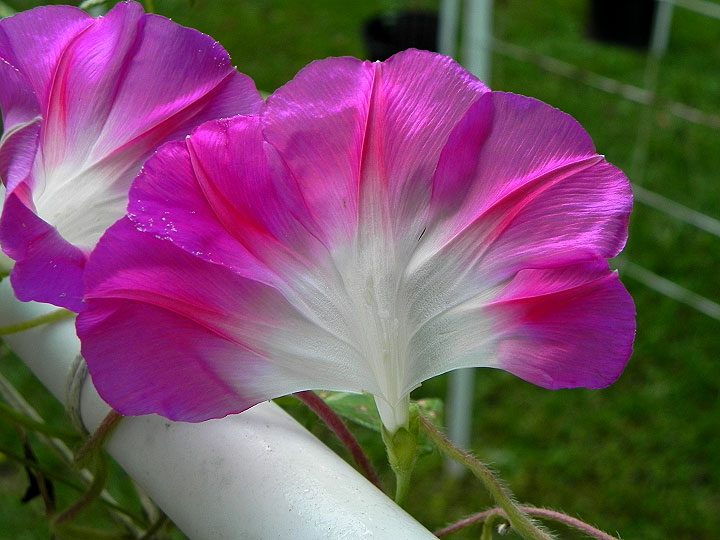 DSCN8898