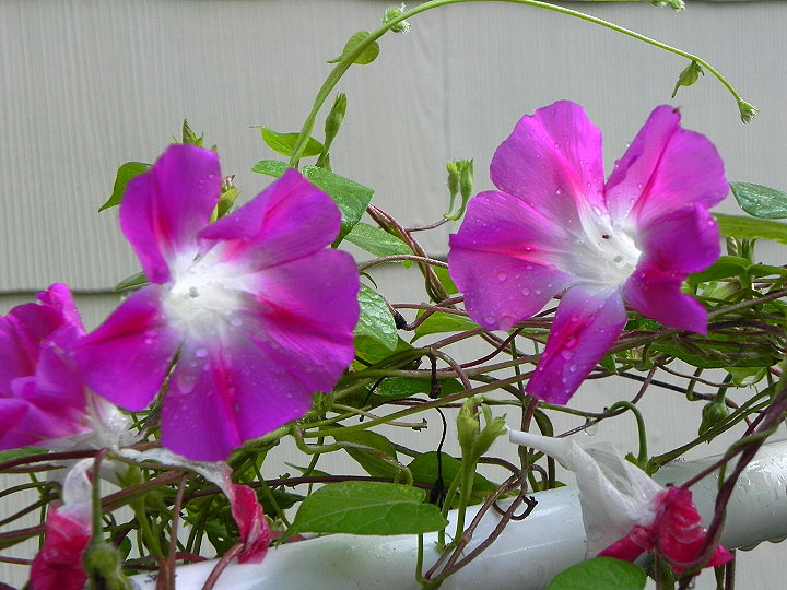 DSCN9264_01