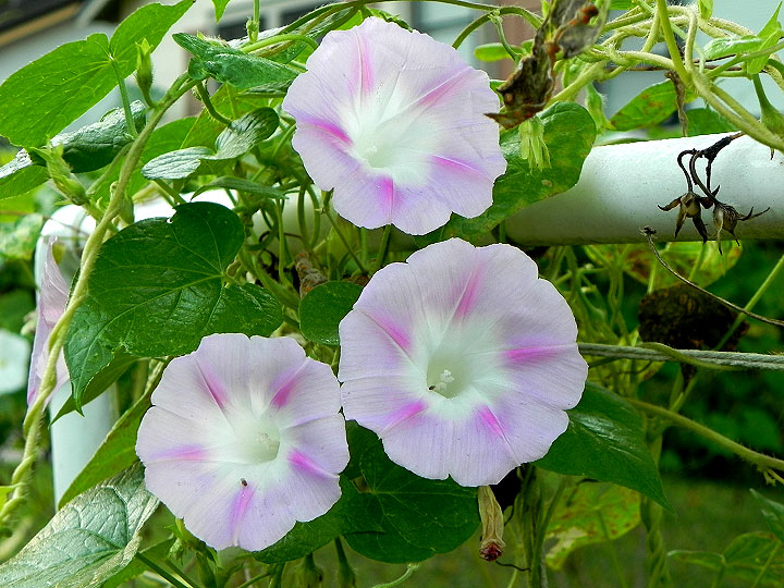 DSCN9804