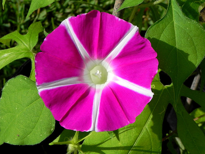 DSCN4432