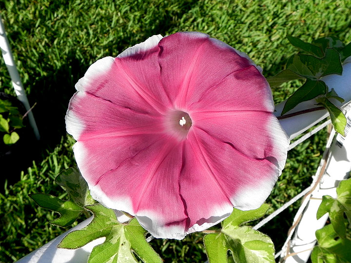 DSCN4534_01
