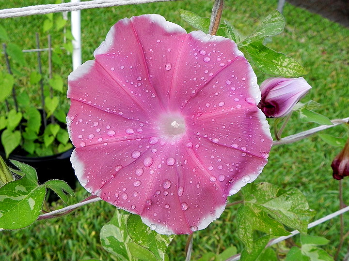 DSCN4641