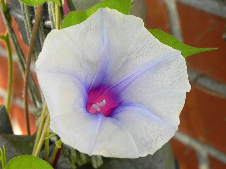 DSCN4755