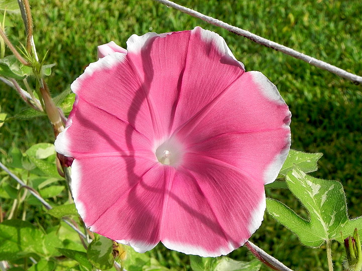 DSCN4779
