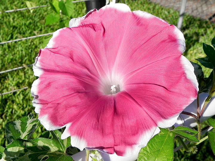 DSCN4932_01