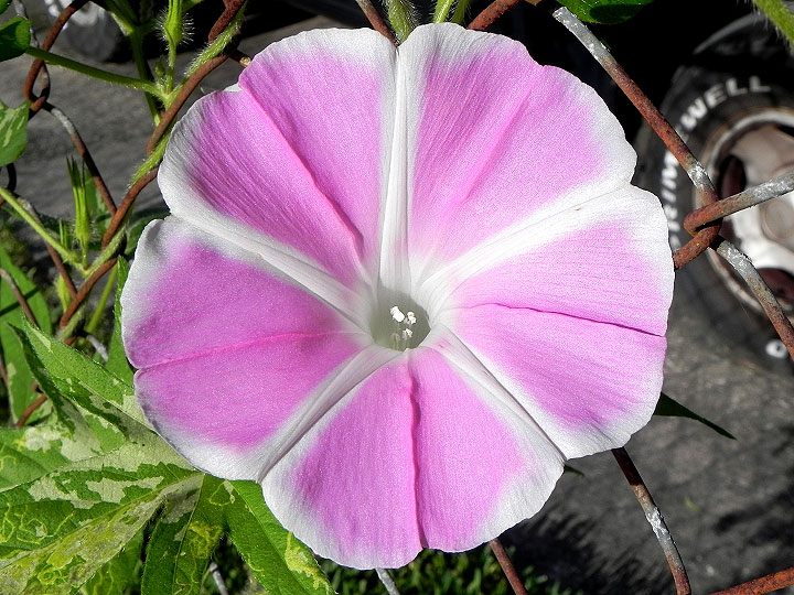 DSCN5017