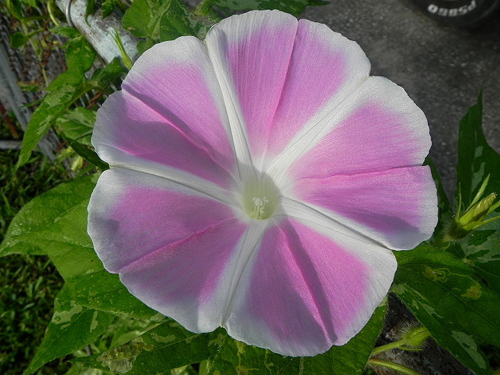 DSCN5123_02