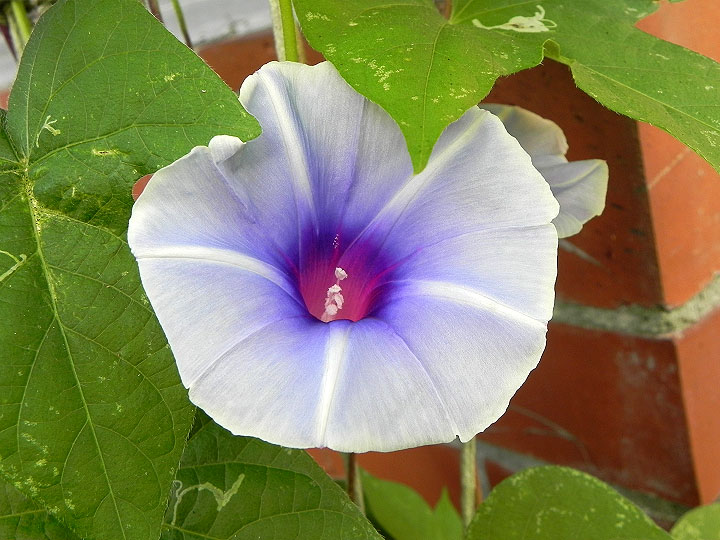DSCN5145