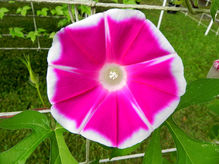 DSCN5166