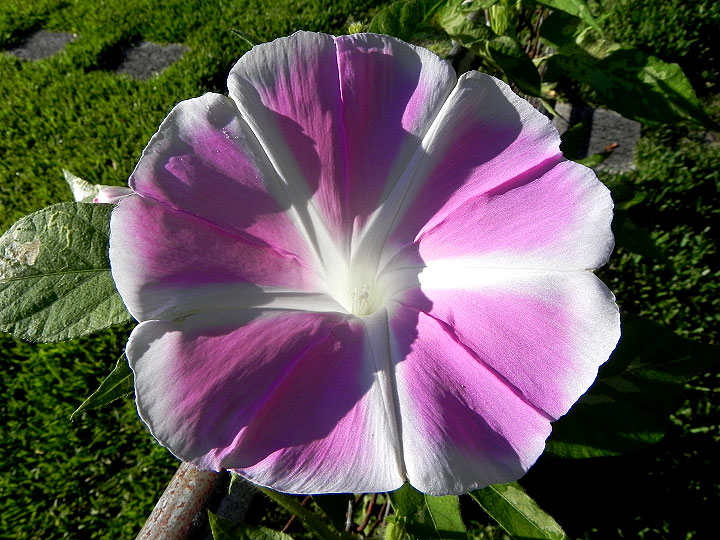 DSCN5207