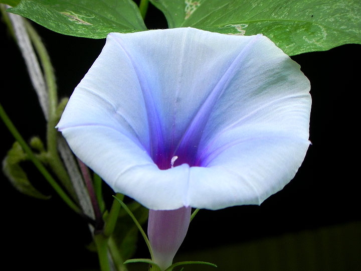 DSCN5520