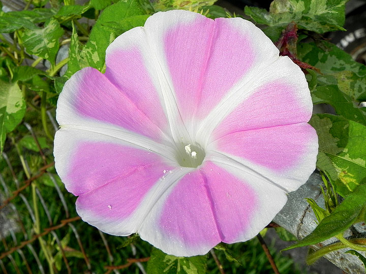 DSCN5565