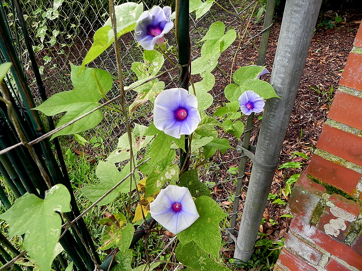 DSCN5583