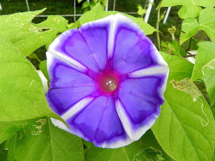 DSCN5727