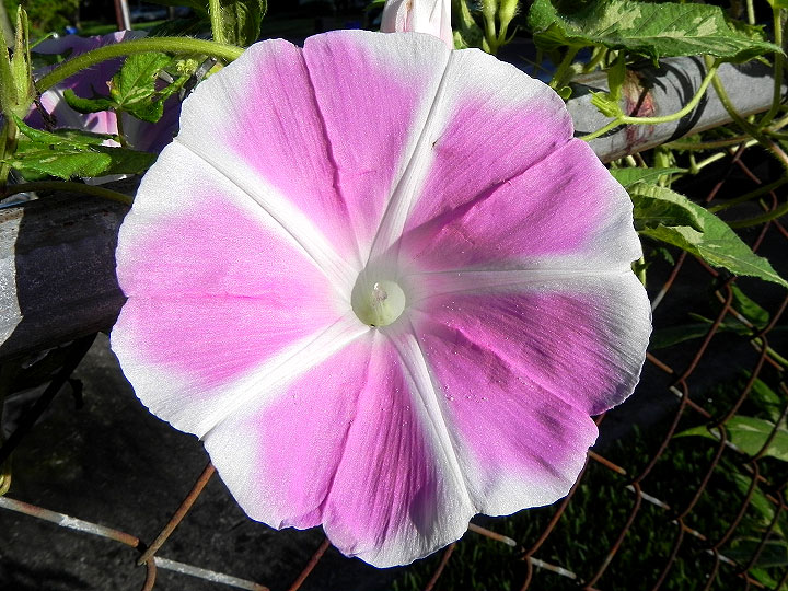 DSCN5845