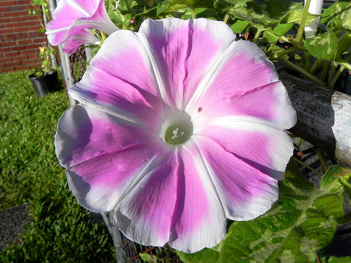 DSCN5846