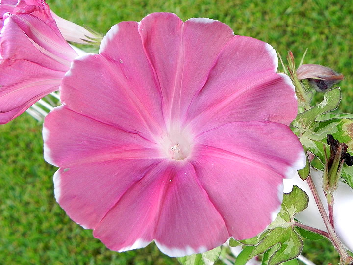 DSCN5917