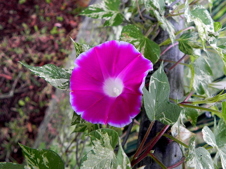 DSCN5929