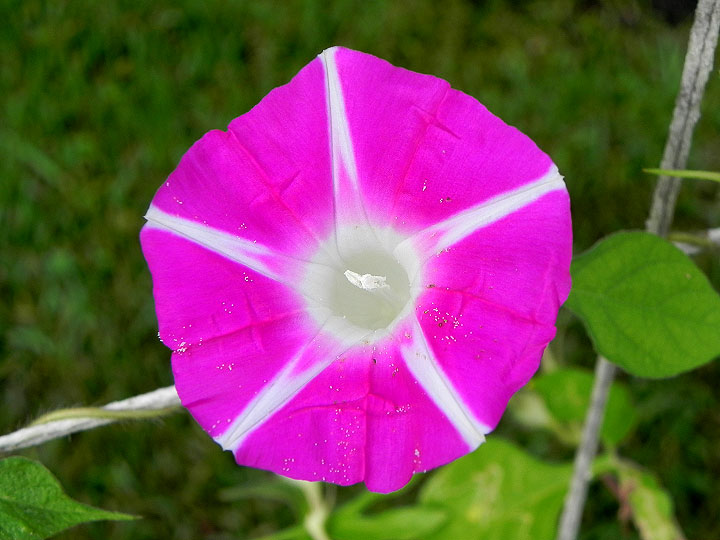 DSCN5960