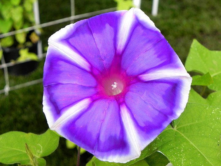 DSCN5963