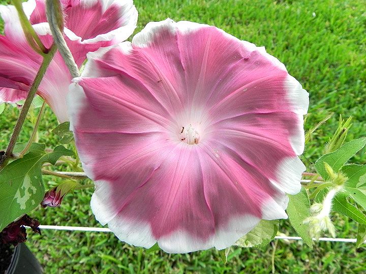 DSCN5977