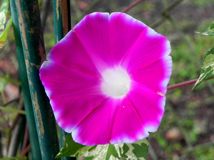 DSCN5988