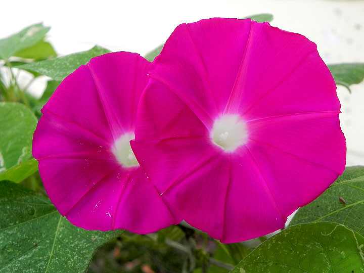 DSCN6004