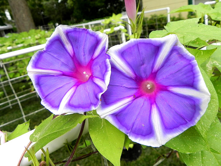 DSCN6018