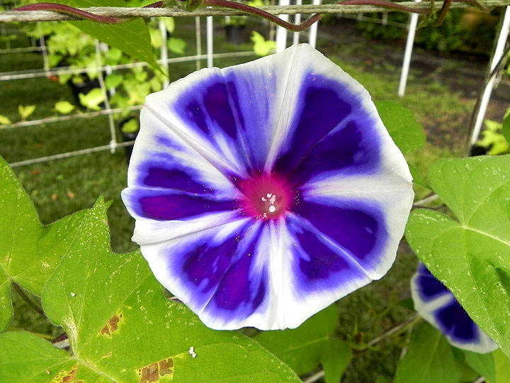 DSCN6019