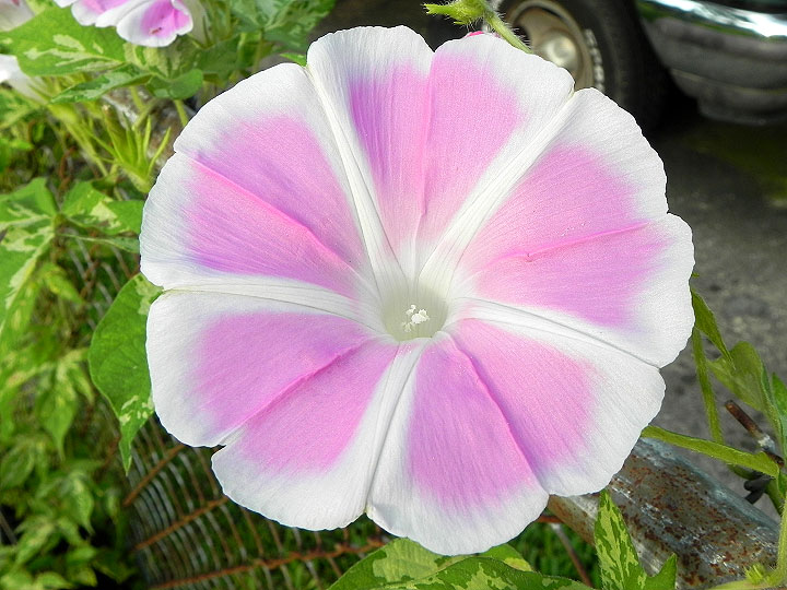 DSCN6046