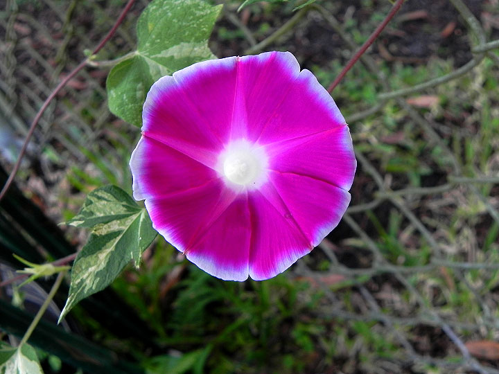 DSCN6068