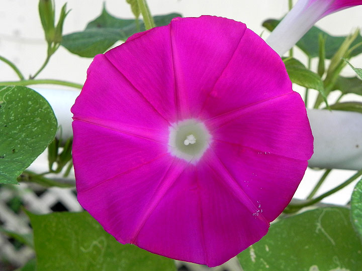 DSCN6084