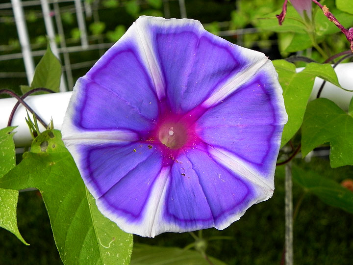 DSCN6096