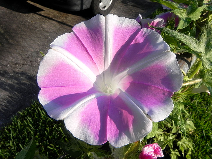 DSCN6127