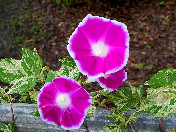 DSCN6150