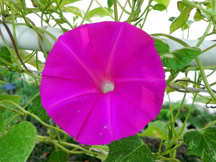 DSCN6166