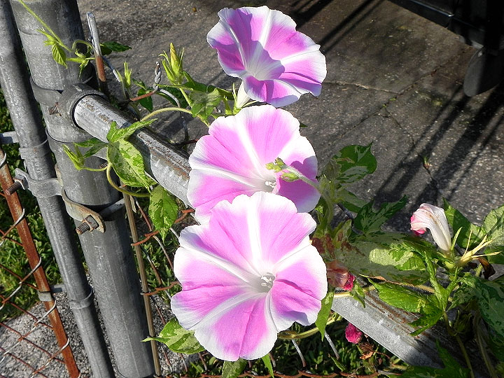 DSCN6204_01