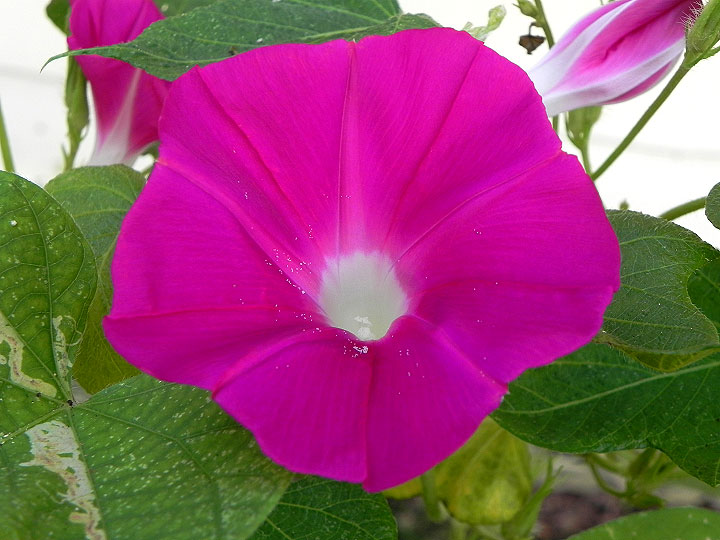 DSCN6245