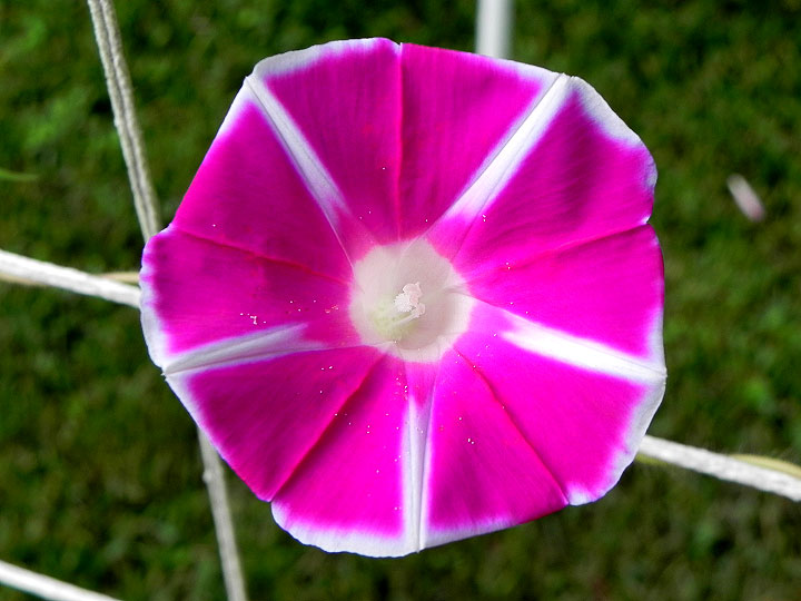 DSCN6251