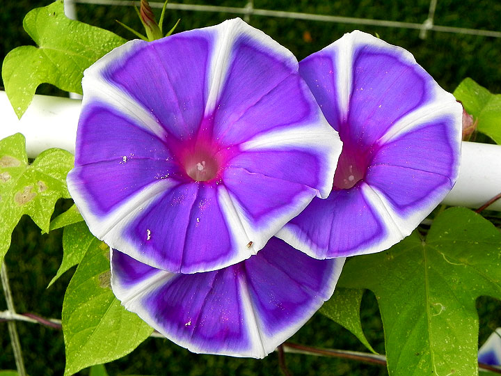 DSCN6256