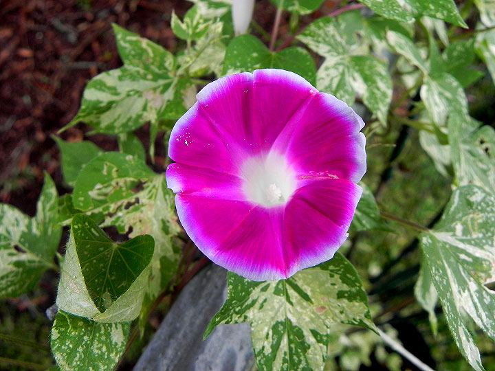 DSCN6306