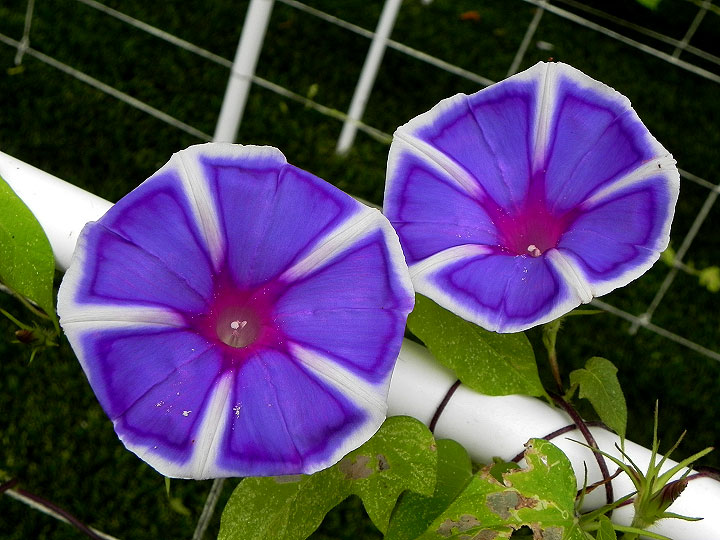 DSCN6340