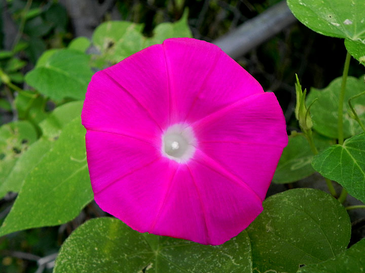 DSCN6354